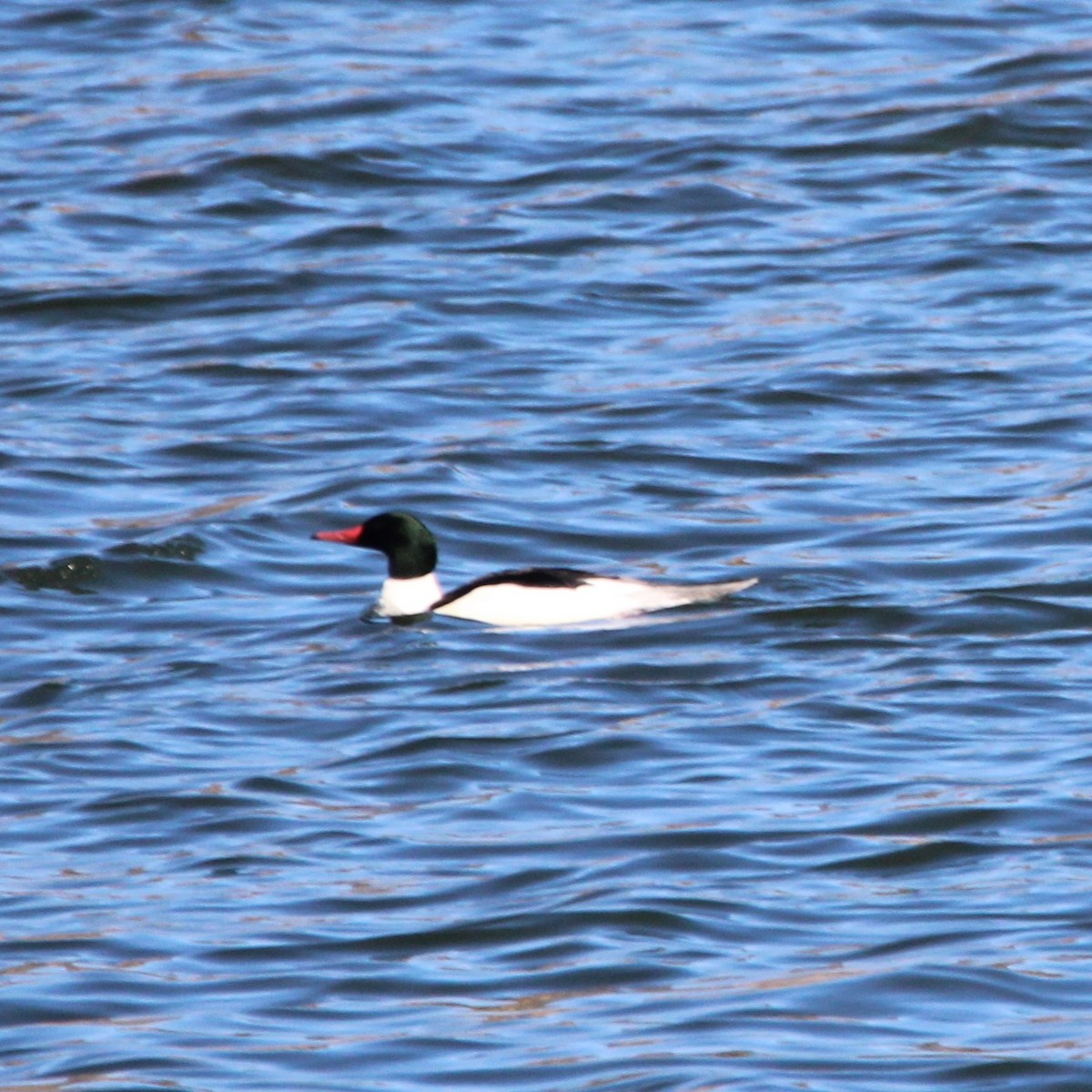 Хумхин бохио - ML630477564