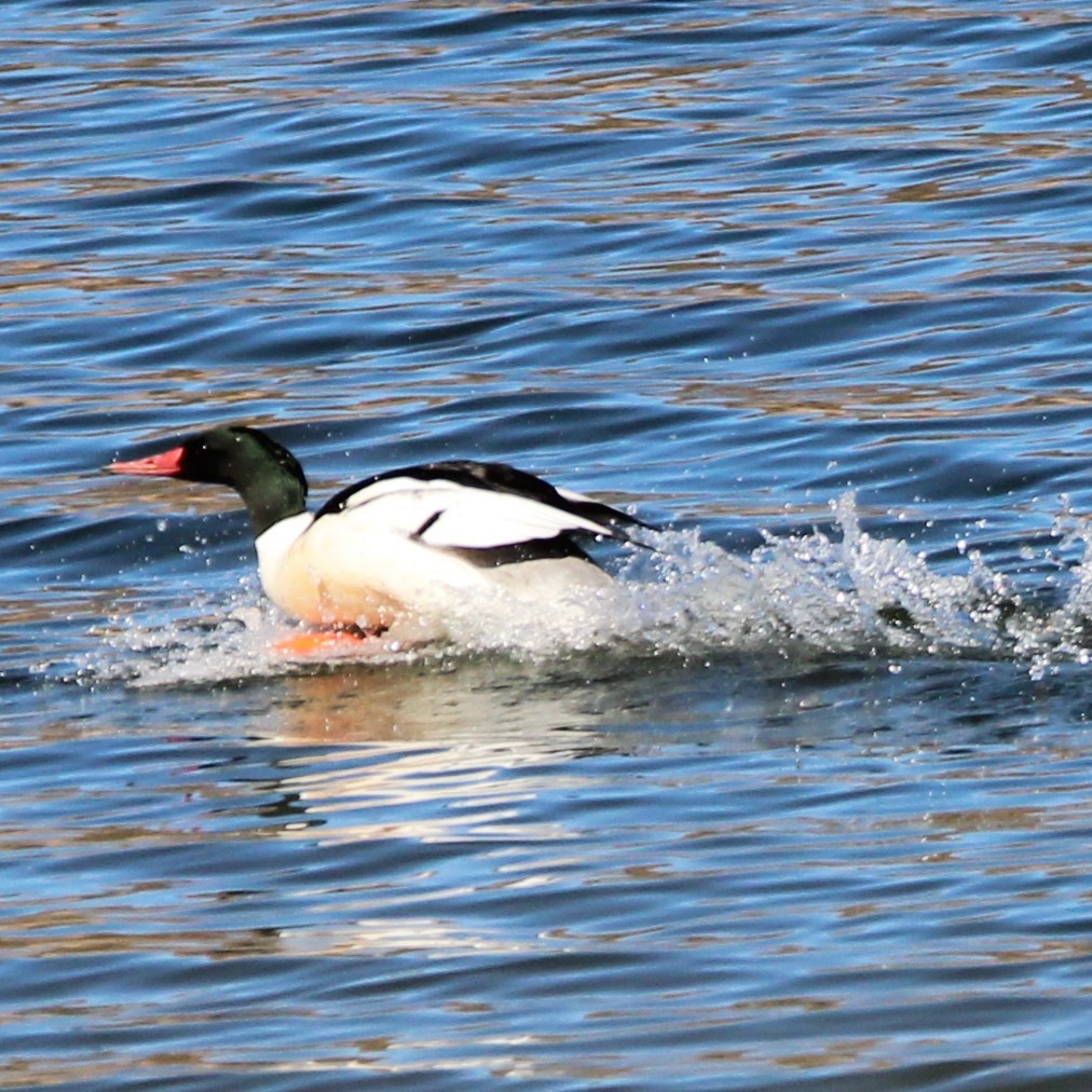 Хумхин бохио - ML630477568