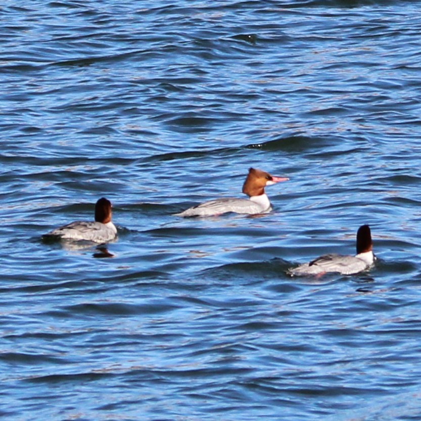 Хумхин бохио - ML630477573