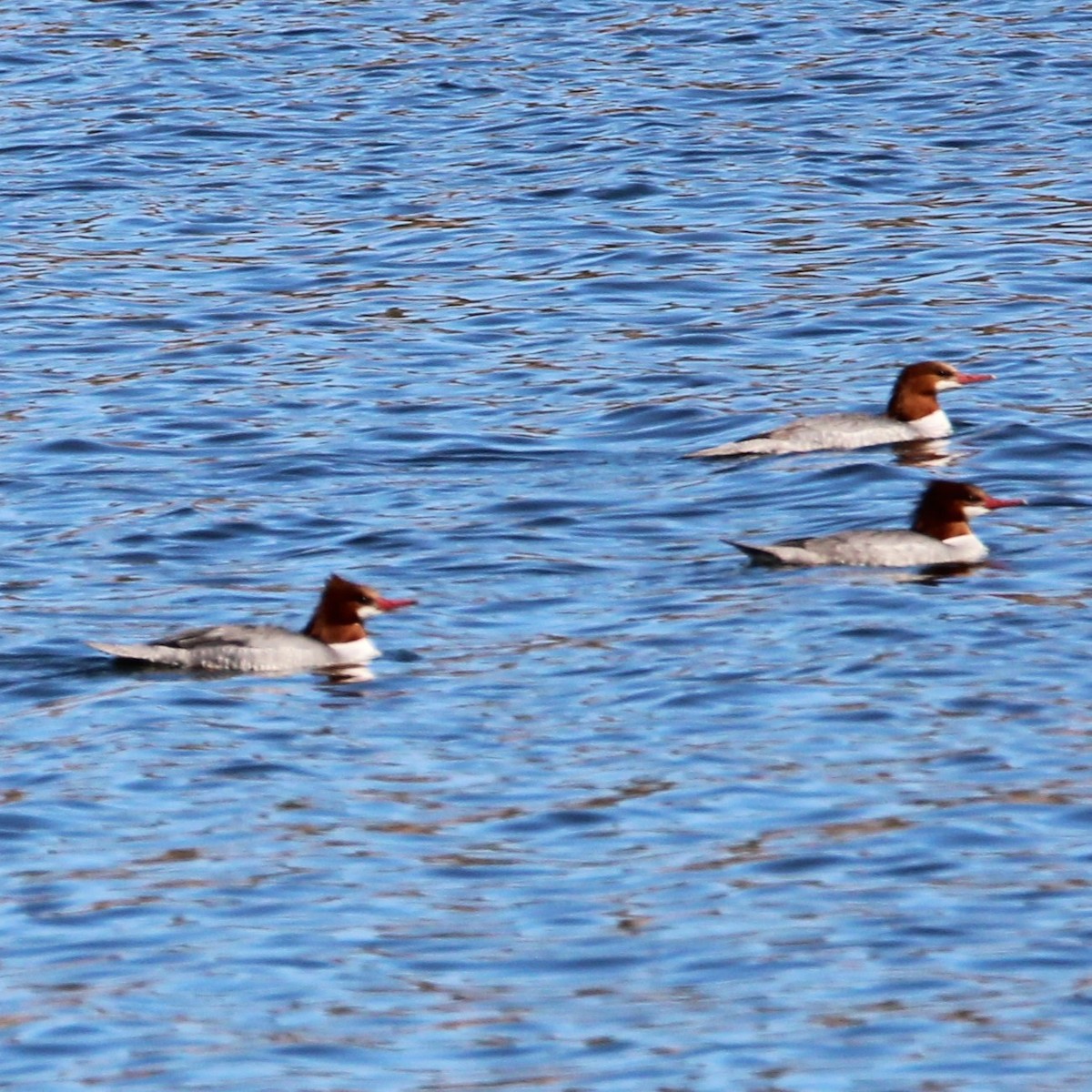 Хумхин бохио - ML630477581