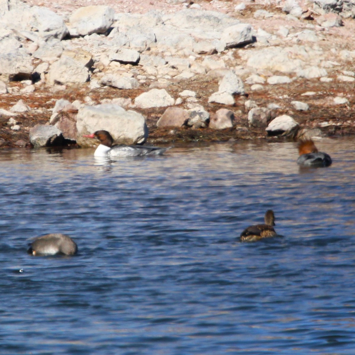 Хумхин бохио - ML630477584