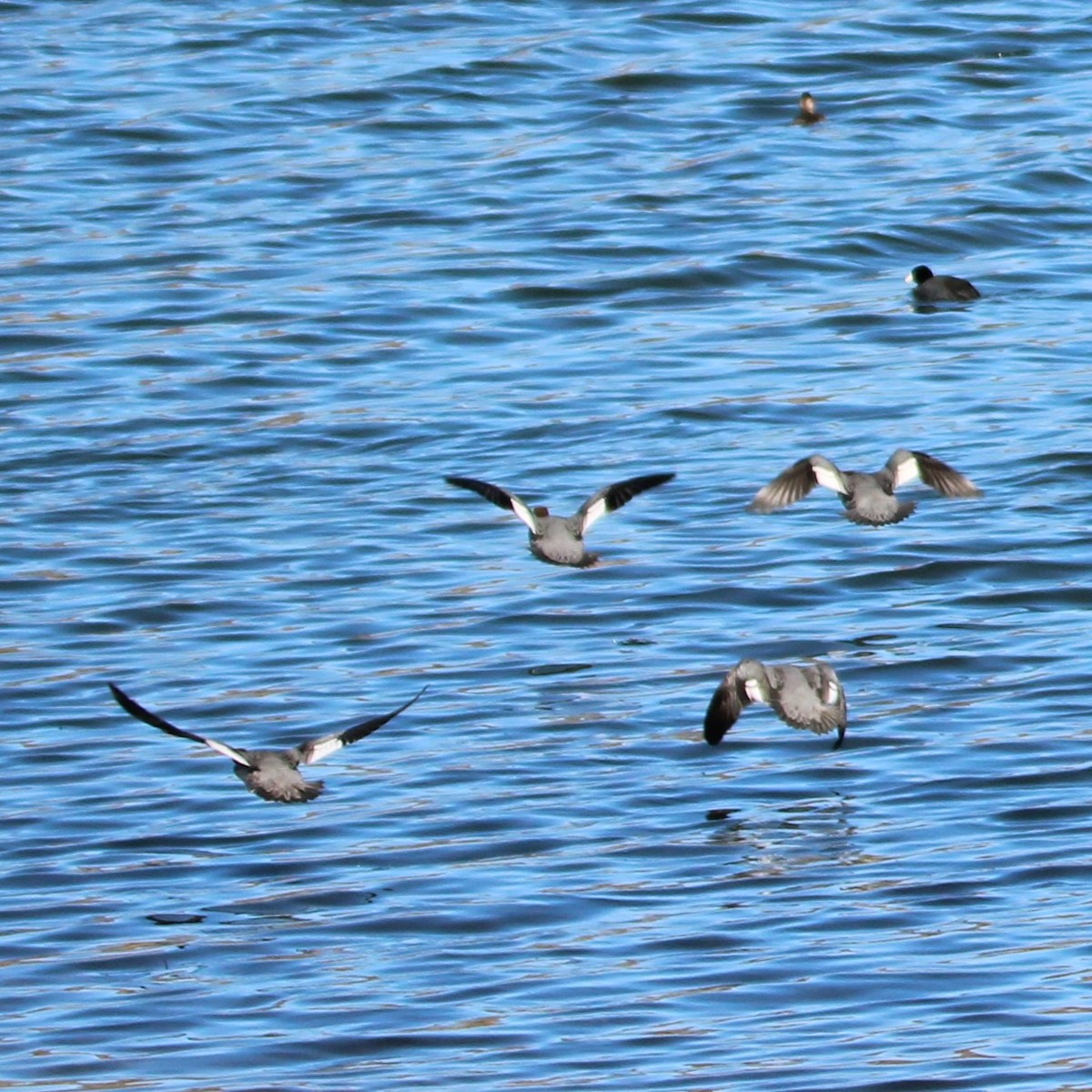 Хумхин бохио - ML630477604