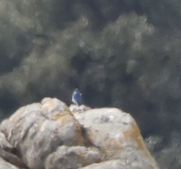 Mountain Bluebird - ML630477712
