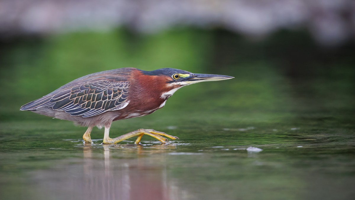 Green Heron - ML630477797