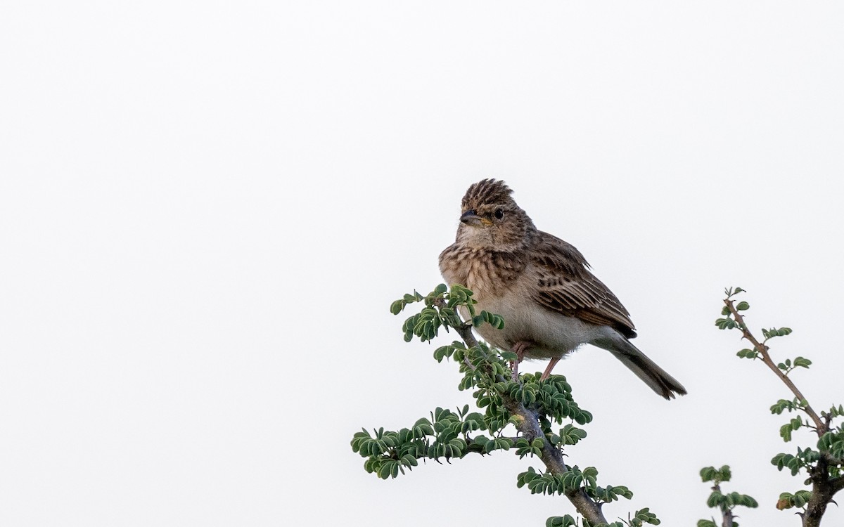 Monotonous Lark - ML630477799