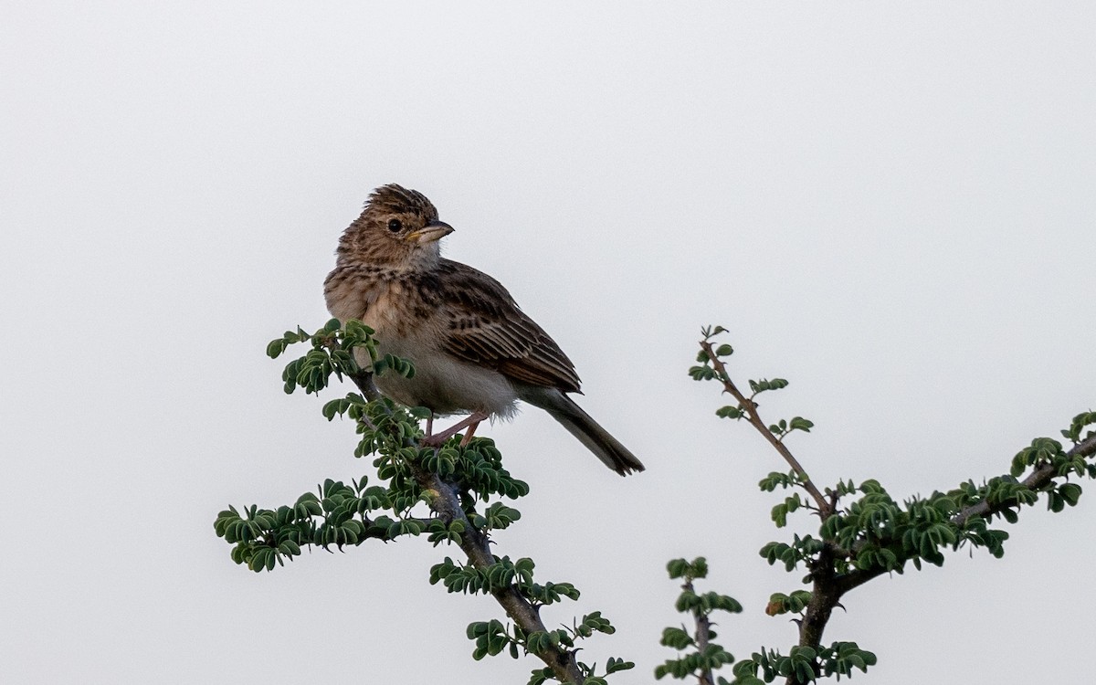 Monotonous Lark - ML630477800