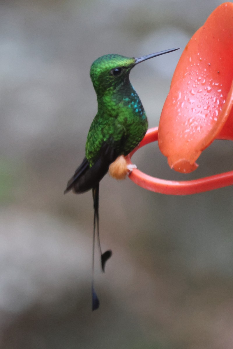 Rufous-booted Racket-tail (Anna's) - ML630477866