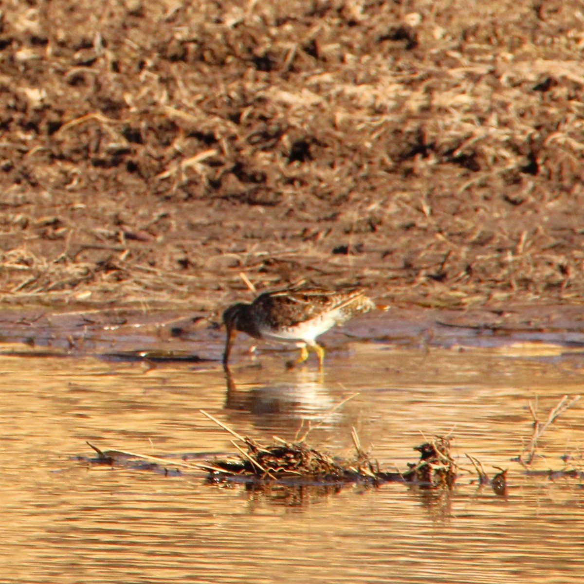 Wilson's Snipe - ML630477899