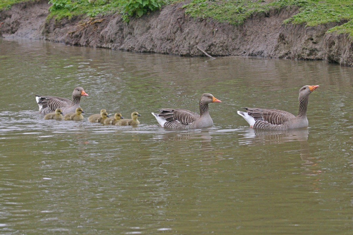 Graylag Goose - ML630478024