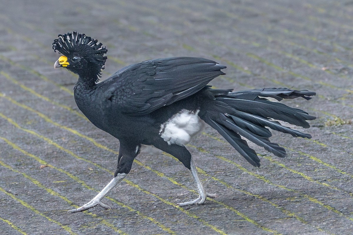 Great Curassow - ML630478101