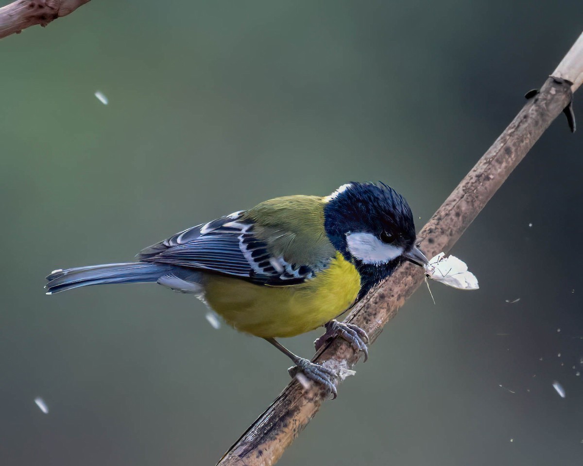 Green-backed Tit - ML630478211