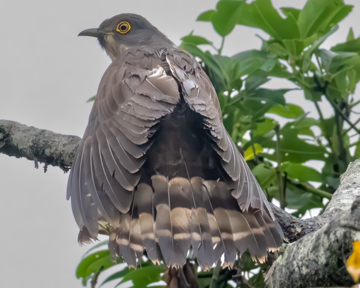 Indian Cuckoo - ML630478230