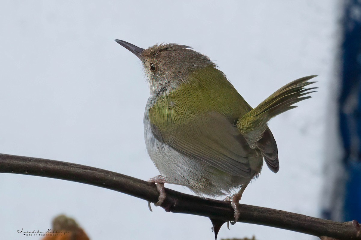 Common Tailorbird - ML630478233