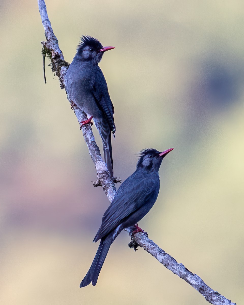 Black Bulbul - ML630478241