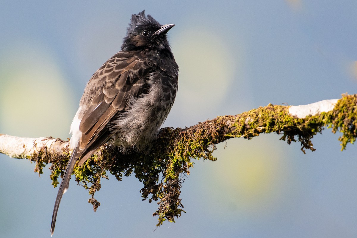 Red-vented Bulbul - ML630478246