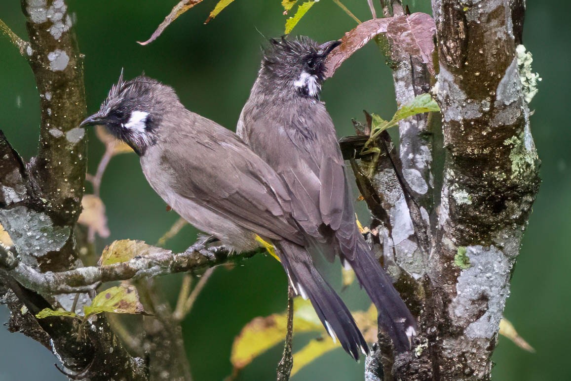Himalayan Bulbul - ML630478274