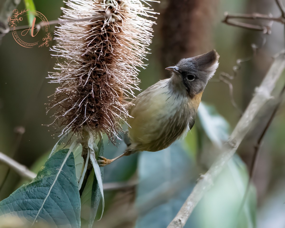 Whiskered Yuhina - ML630478282