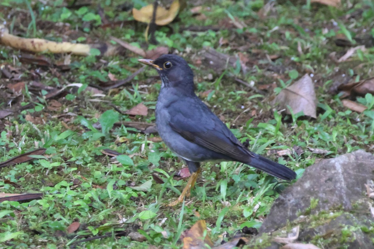 Andean Slaty Thrush - ML630478289