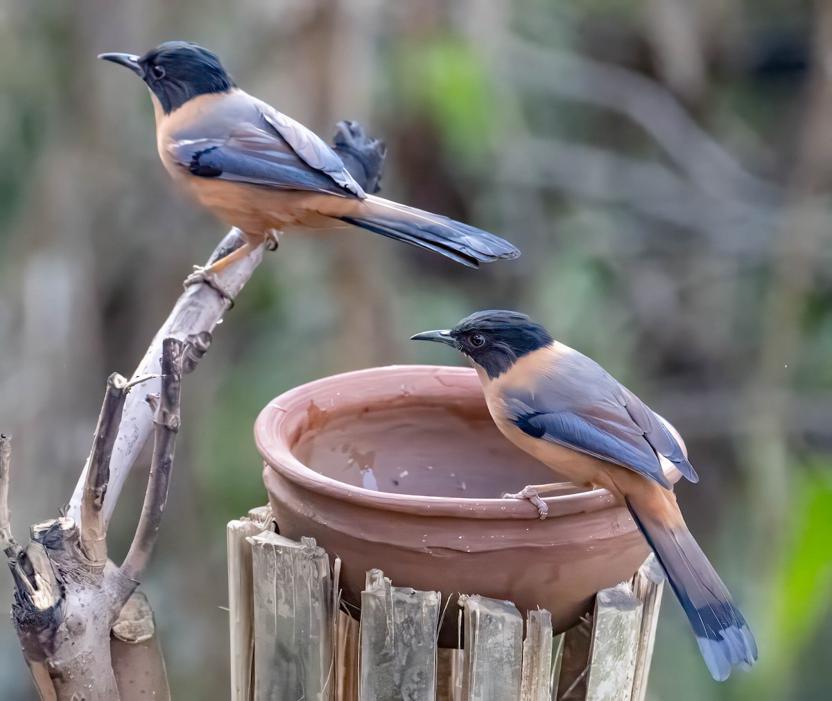 Rufous Sibia - ML630478290