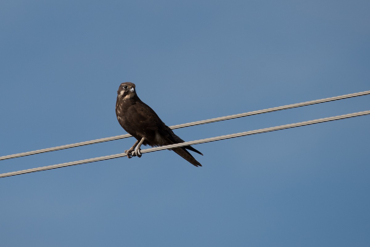 Brown Falcon - ML630478297