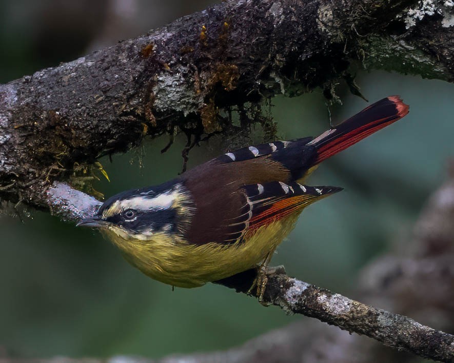 Red-tailed Minla - ML630478299