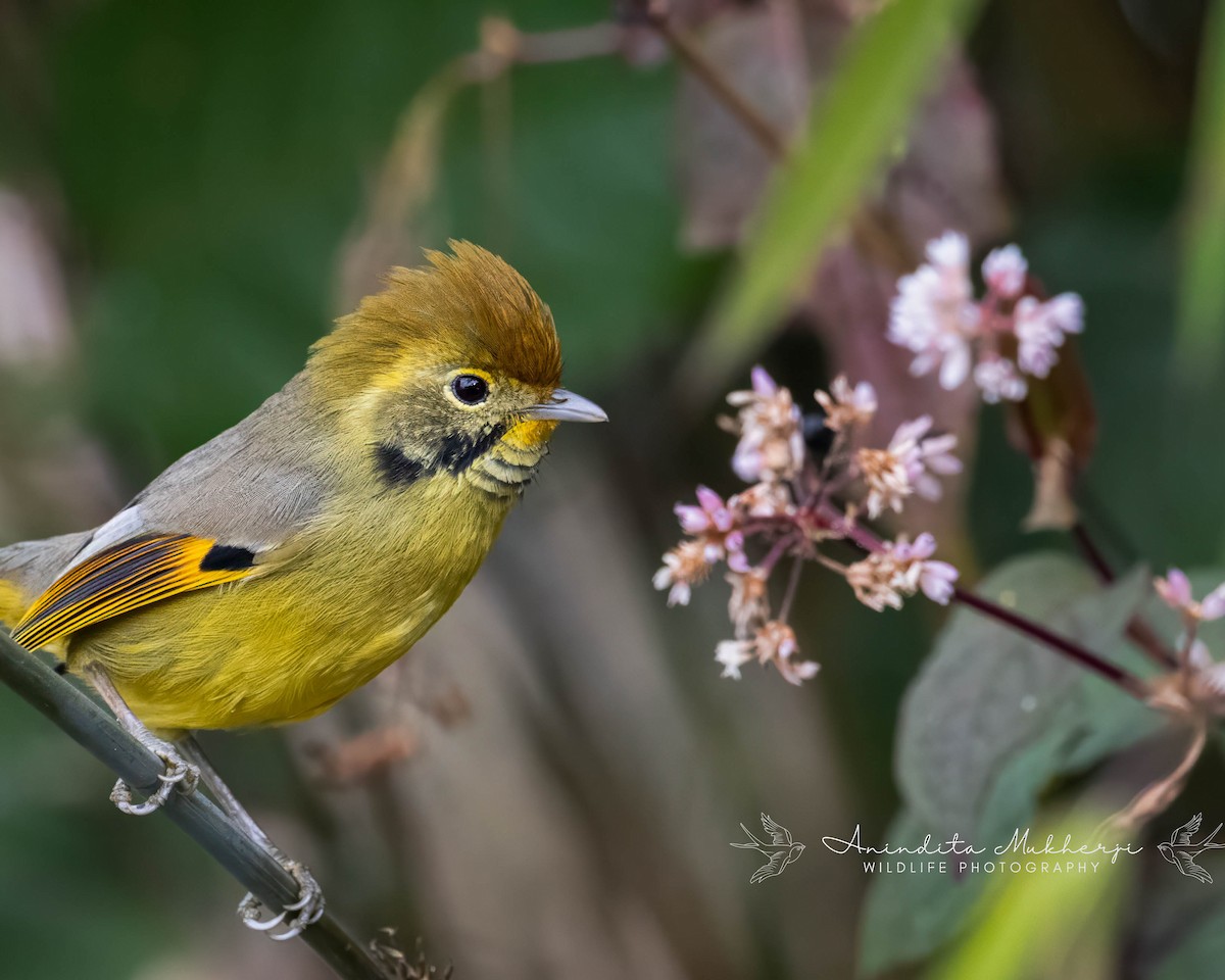 Chestnut-tailed Minla - ML630478307