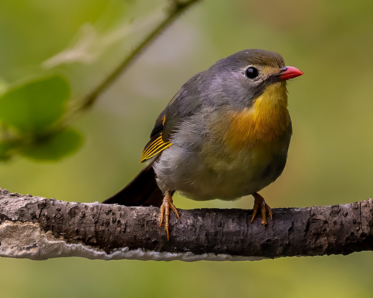 Red-billed Leiothrix - ML630478311
