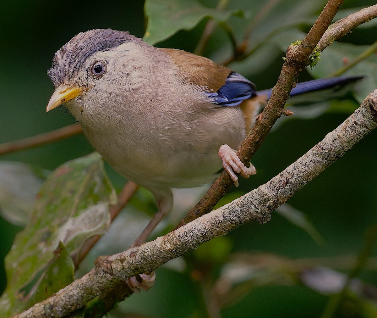 Blue-winged Minla - ML630478340