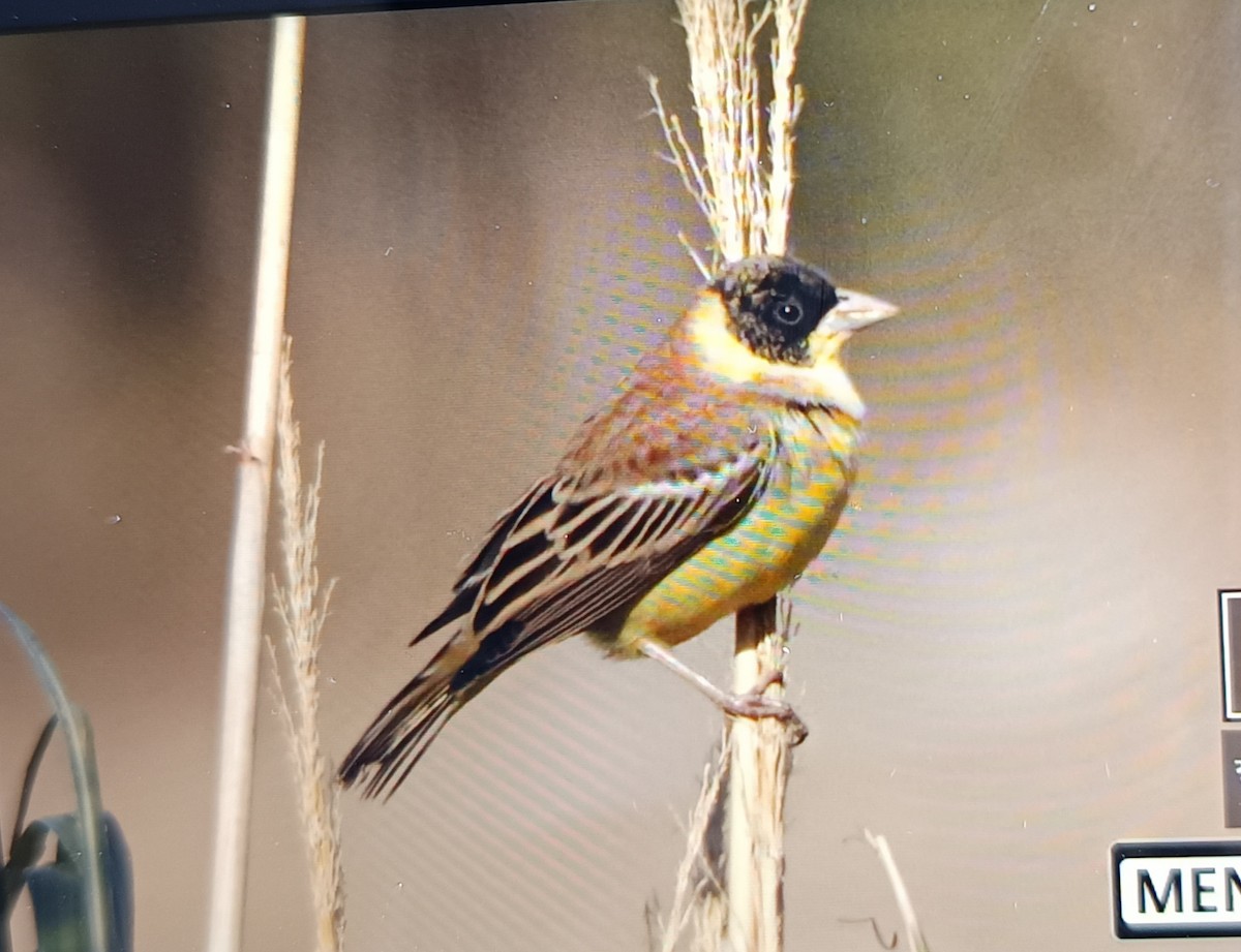 Хар толгойт хөмрөг - ML630478423