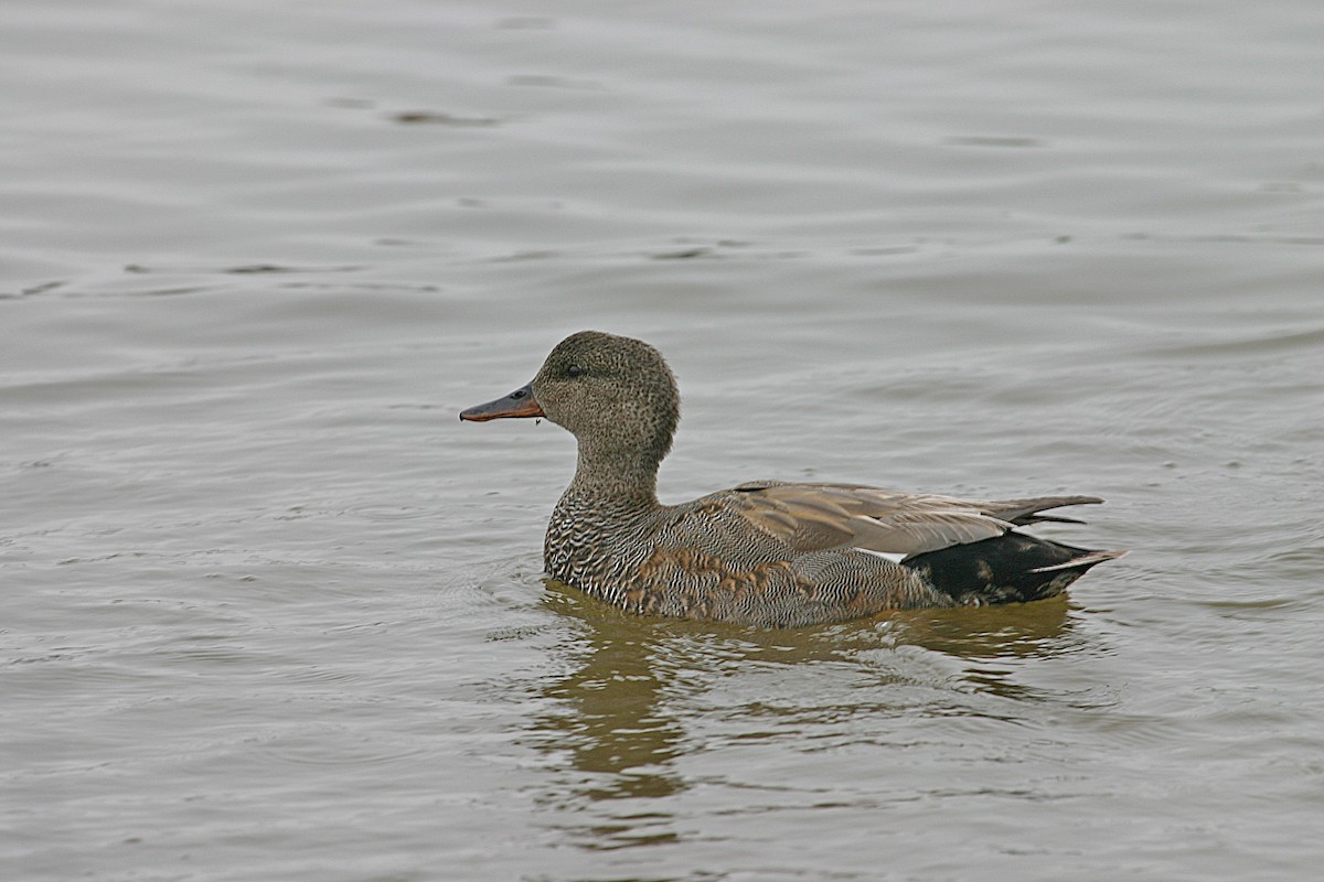 Gadwall - ML630478804