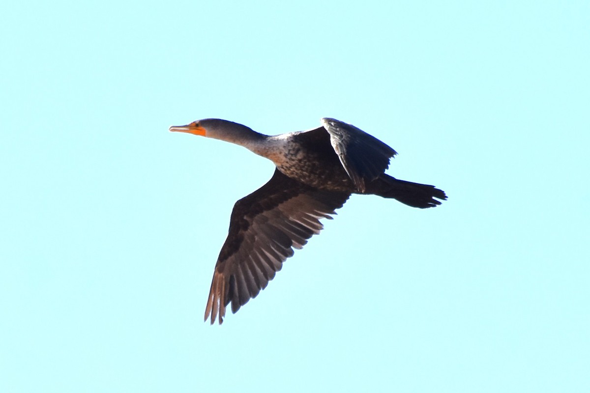 Double-crested Cormorant - ML630478805