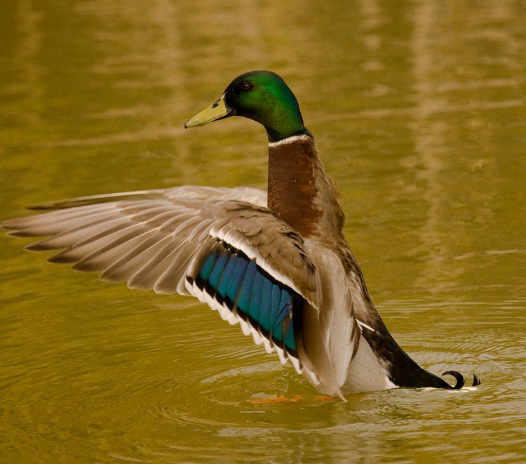 Mallard - ML630478812