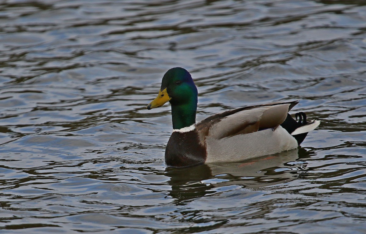 Mallard - ML630478813