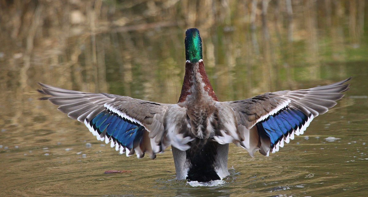 Mallard - ML630478814