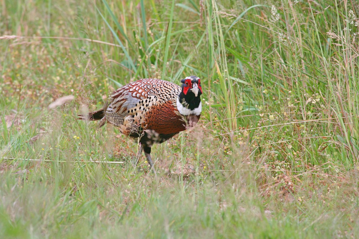 Ring-necked Pheasant - ML630478817