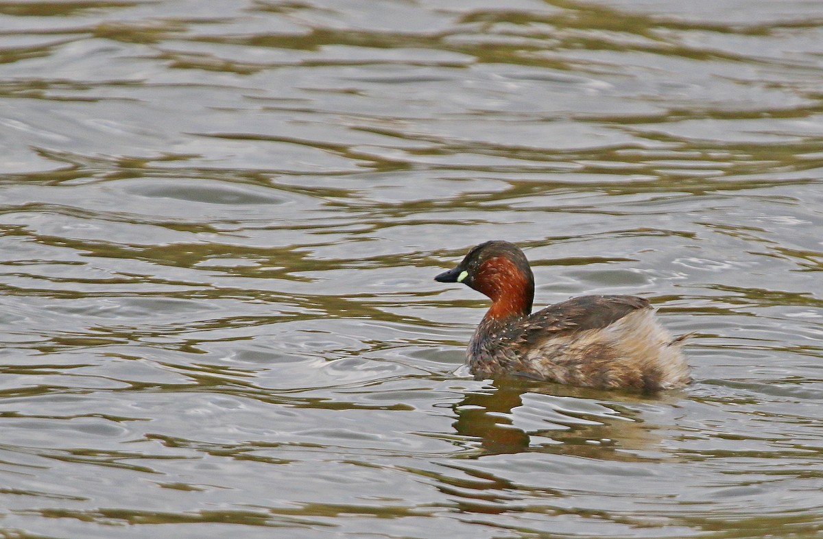 Little Grebe - ML630478834