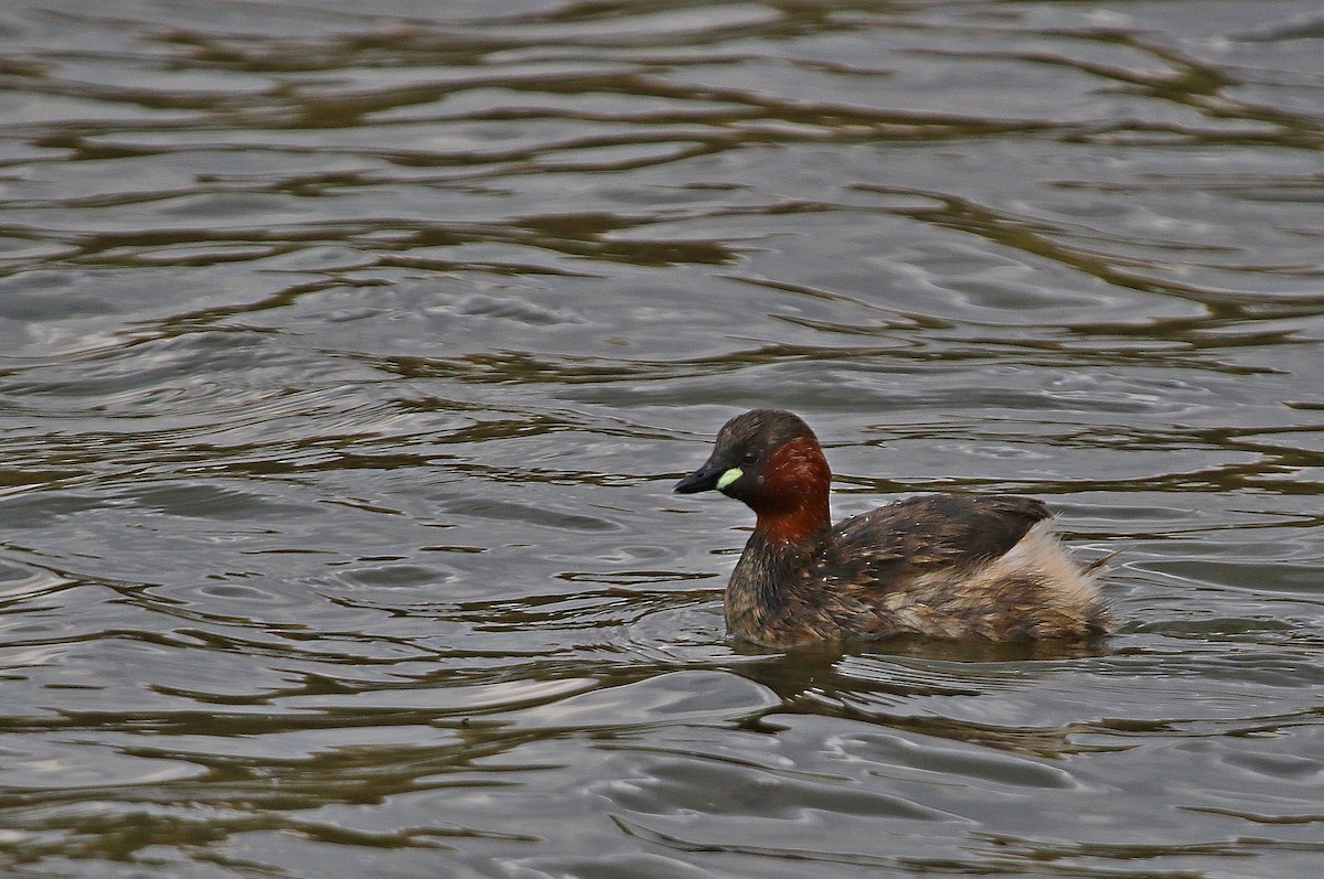 Little Grebe - ML630478835