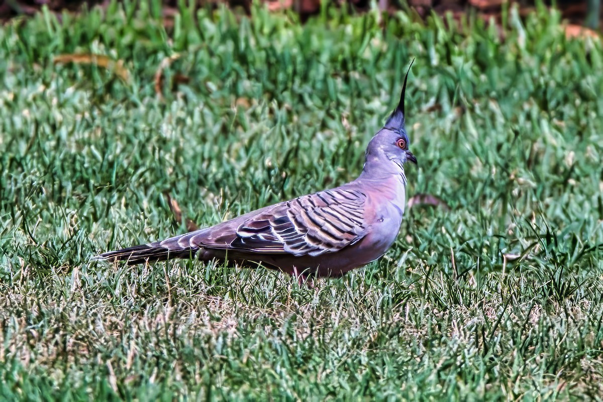 eBird Checklist - 10 Feb 2025 - Ardrie Park - 13 species
