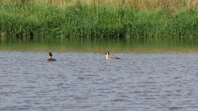 Great Crested Grebe - ML630479049