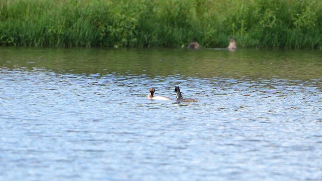 Great Crested Grebe - ML630479050