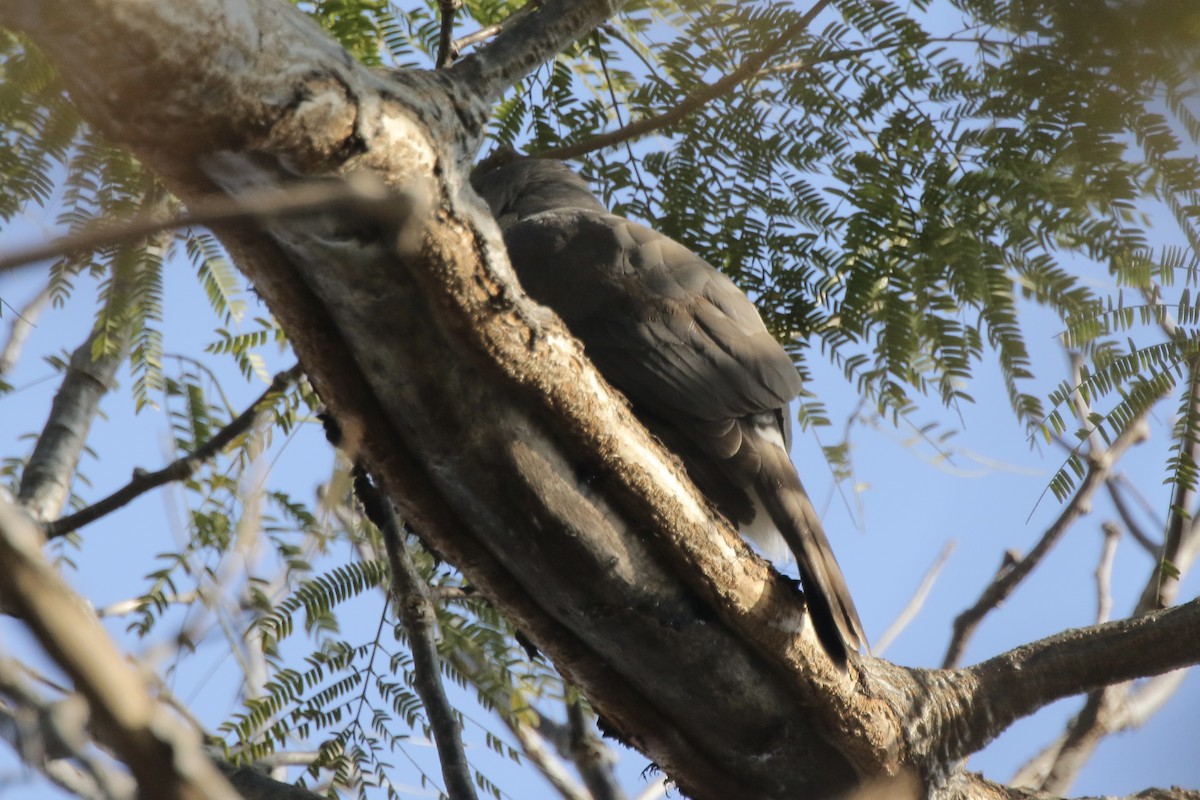 Autour huppé - ML630479106