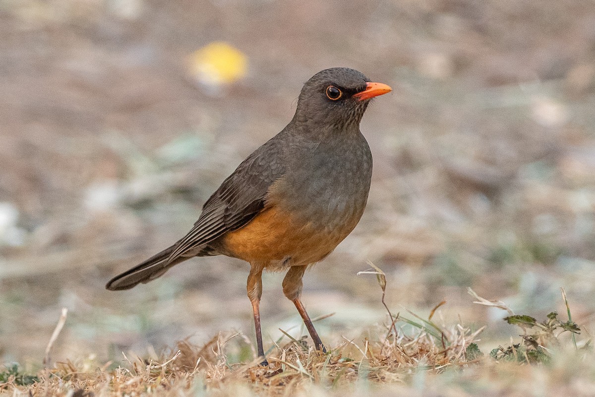 Abyssinian Thrush - ML630479202