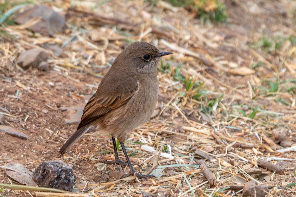 Moorland Chat - ML630479211