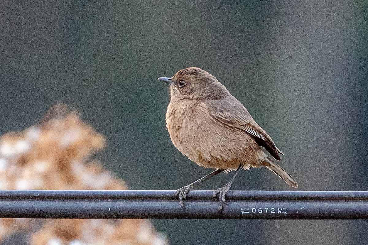 Moorland Chat - ML630479212