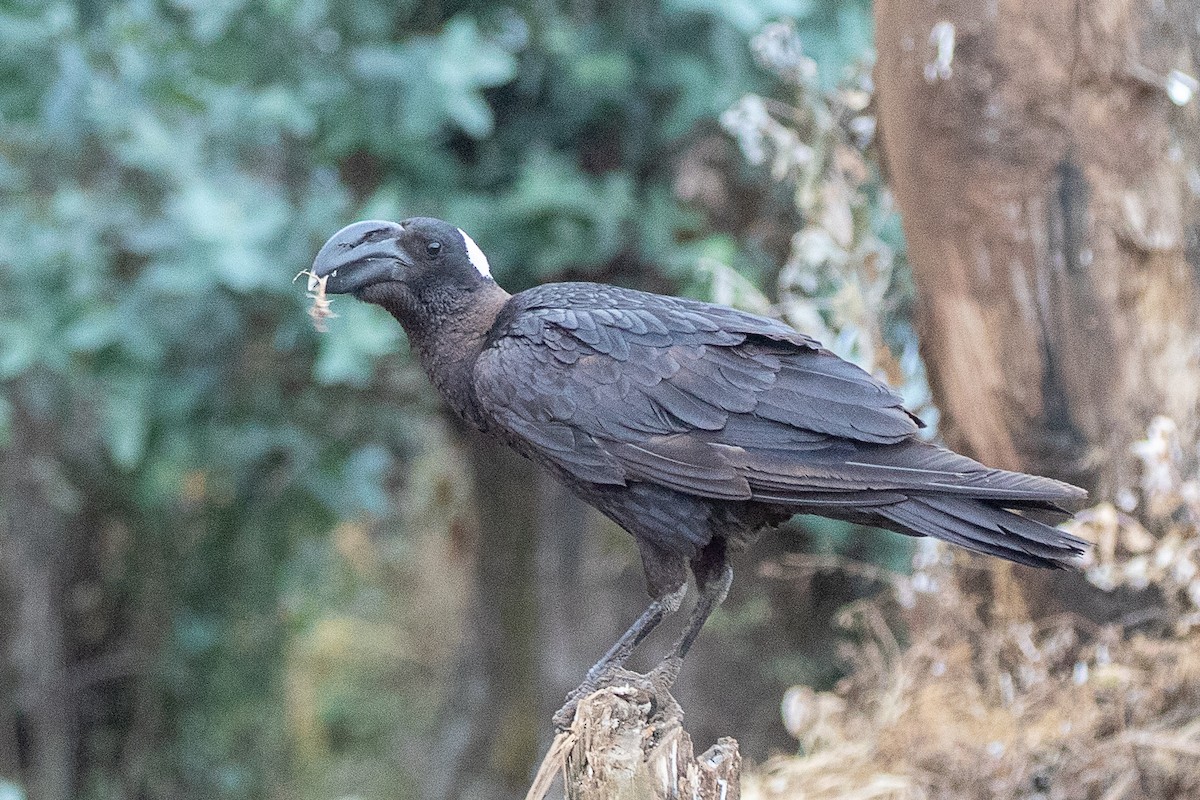 Thick-billed Raven - ML630479217