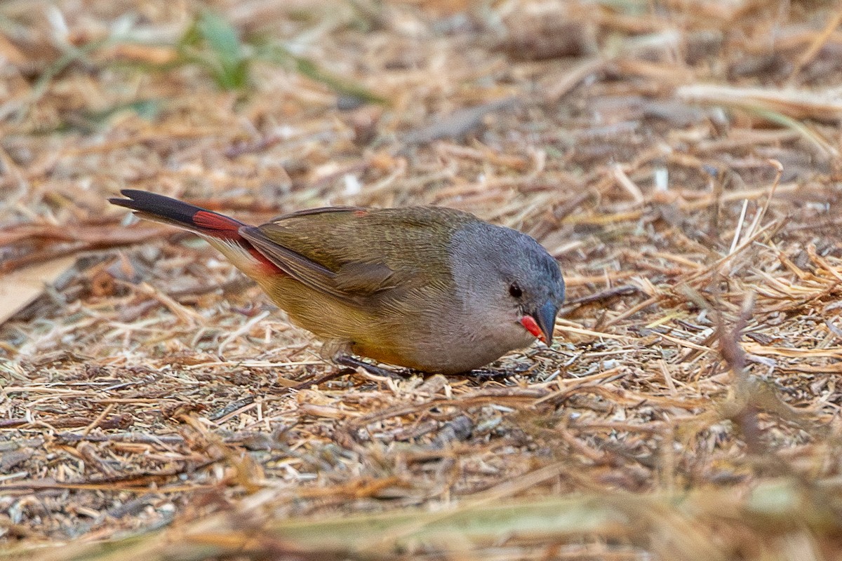 Yellow-bellied Waxbill - ML630479219