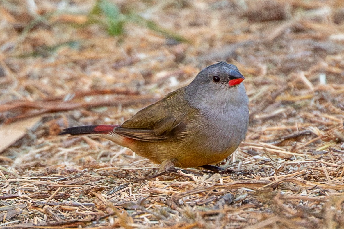 Yellow-bellied Waxbill - ML630479220
