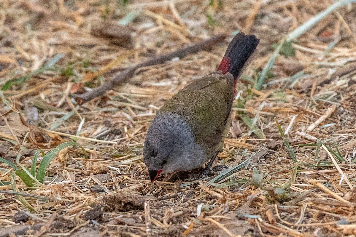 Yellow-bellied Waxbill - ML630479221