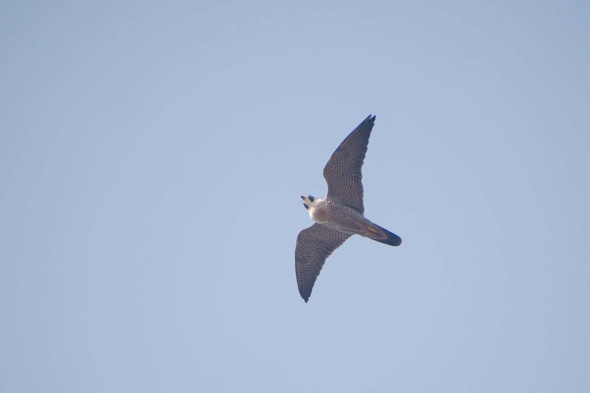 Peregrine Falcon - ML630479240