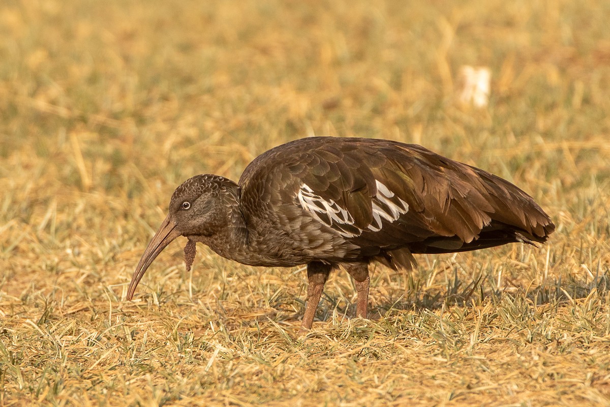 Ibis caronculé - ML630479320